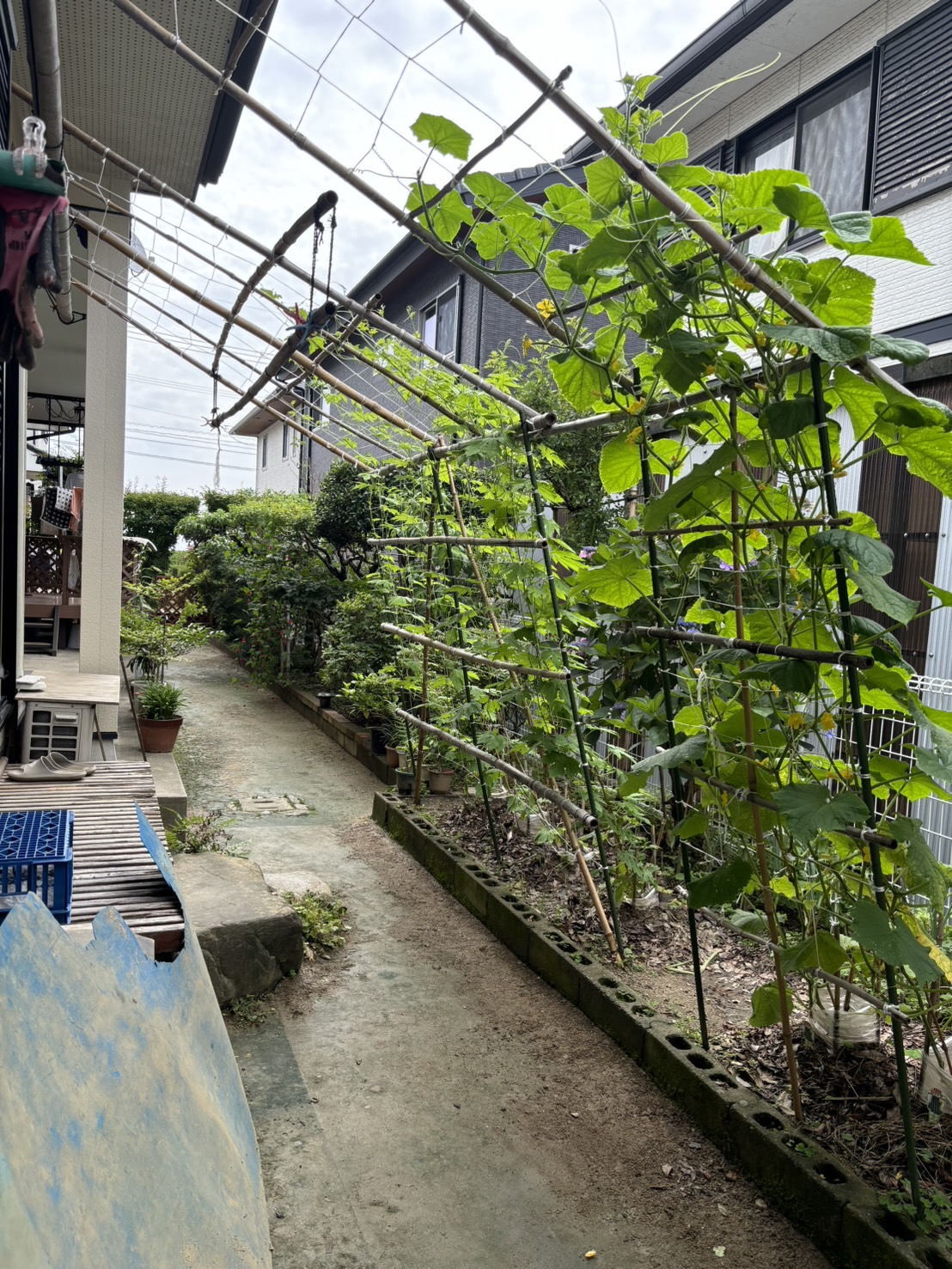 庭